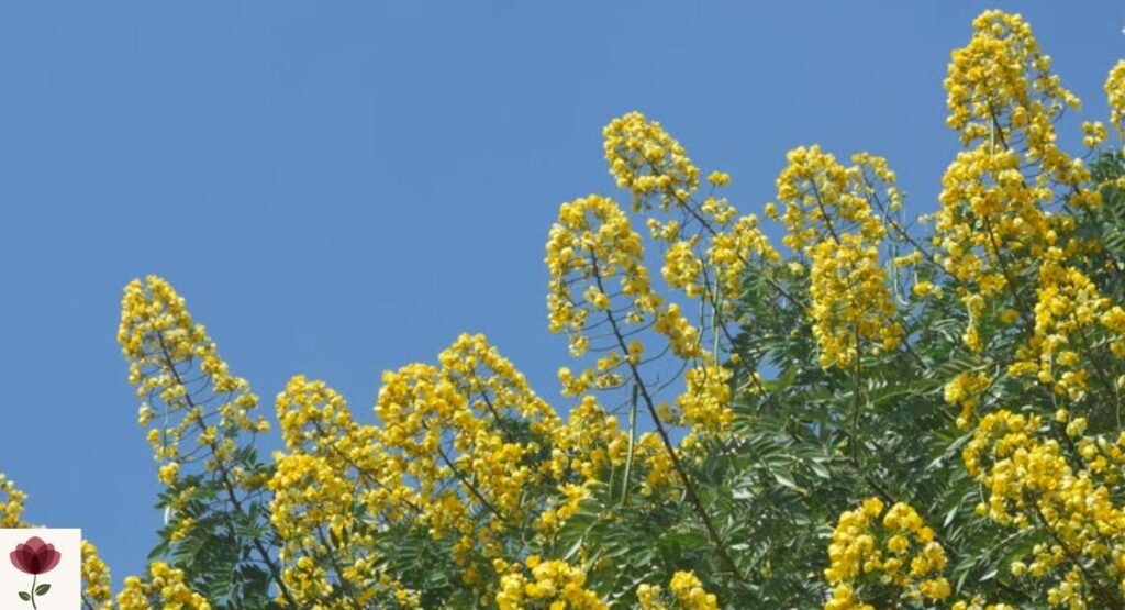 Cassia Tree
