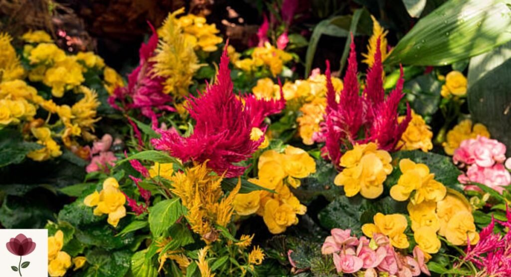 Celosia