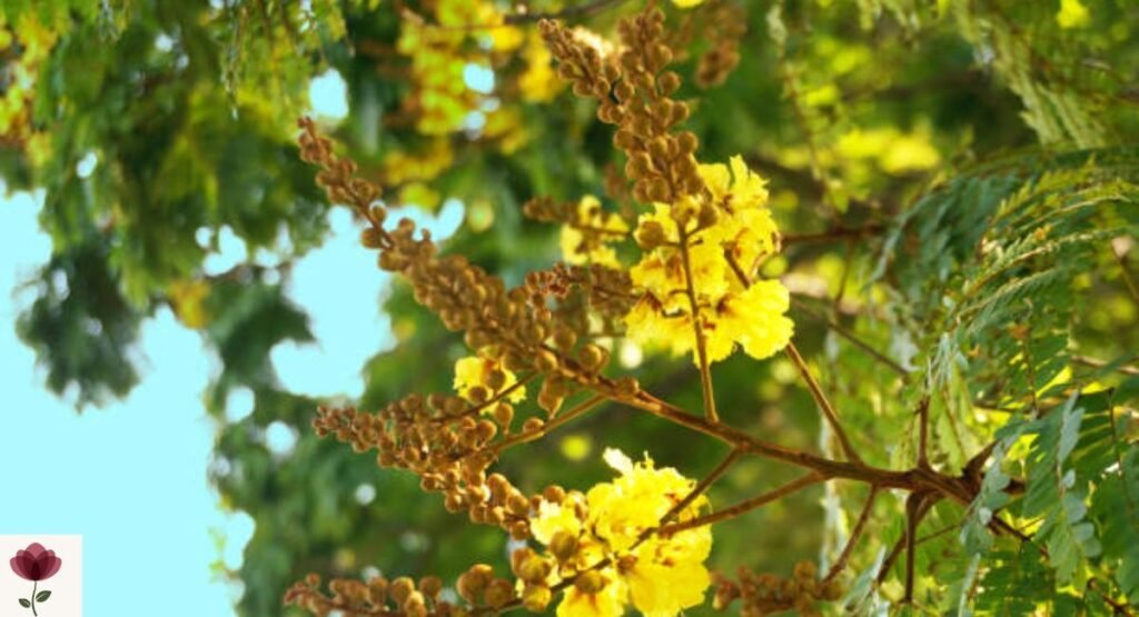 Copperpod Tree