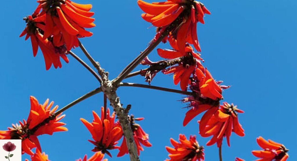 Coral Tree