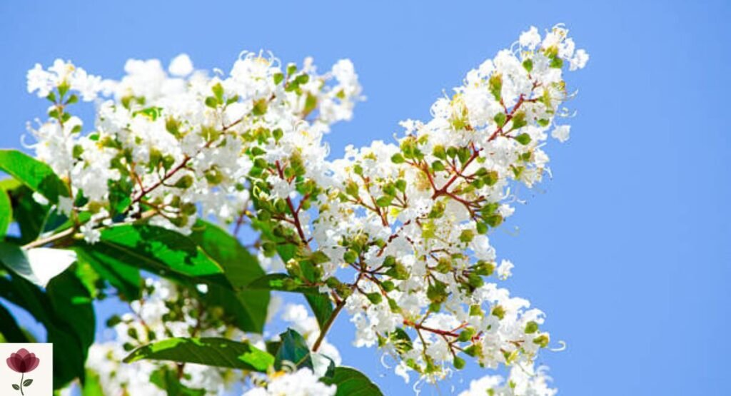 Crape Myrtle ‘Natchez’
