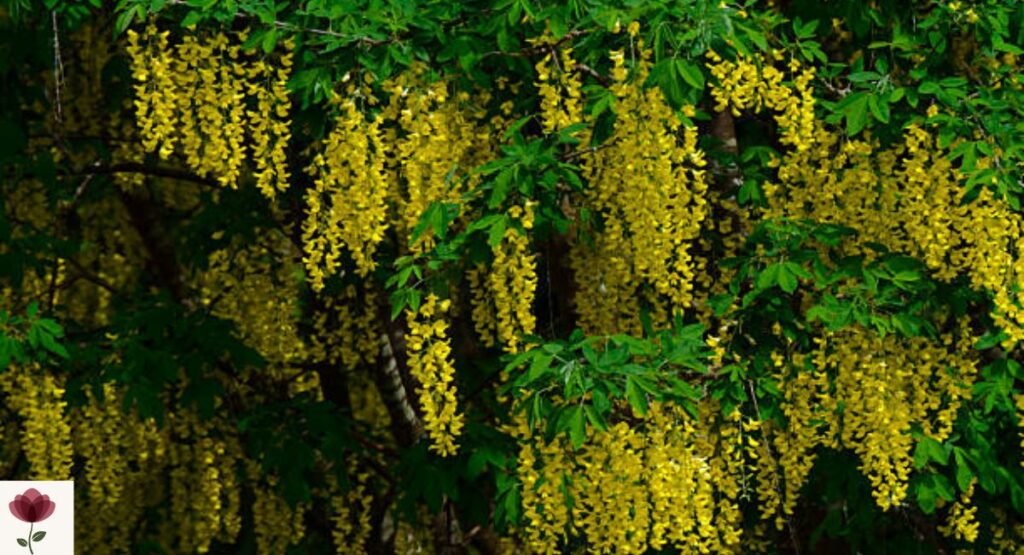 Golden Chain Tree