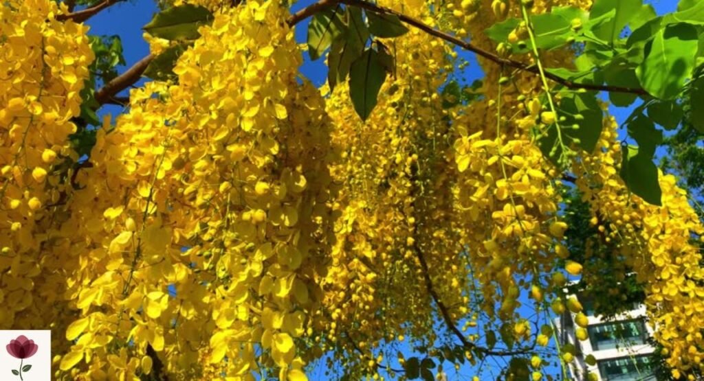 Golden Shower Tree