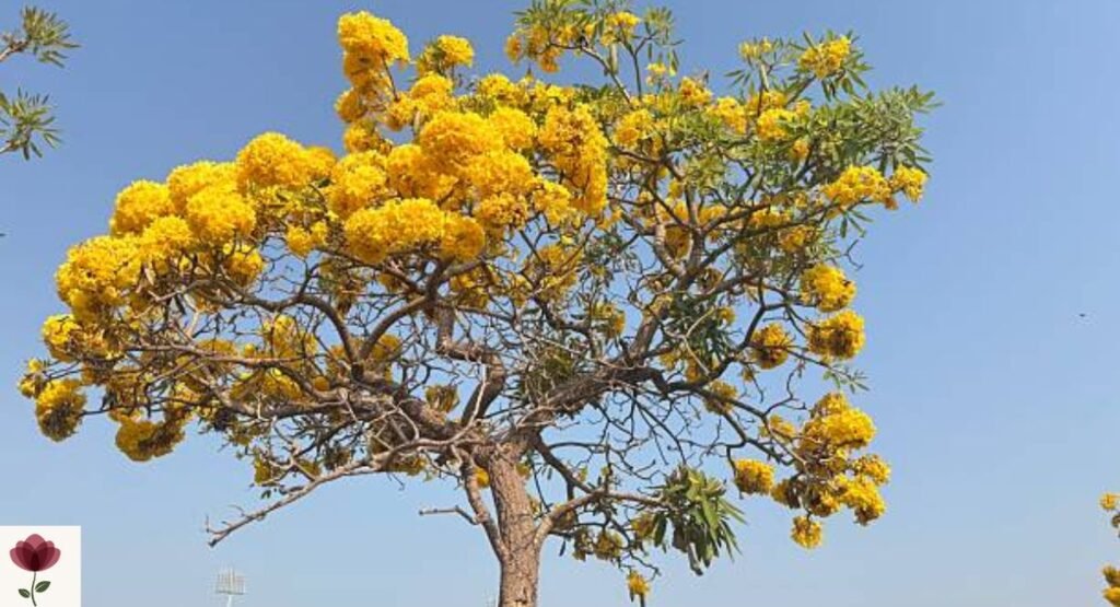 Golden Trumpet Tree