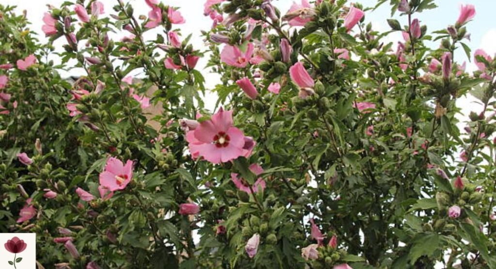 Hibiscus Tree