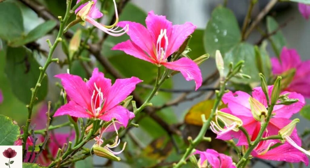 Hong Kong Orchid Tree