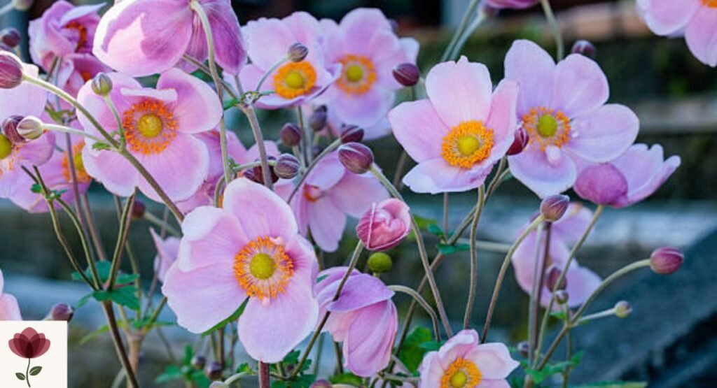 Japanese Anemone