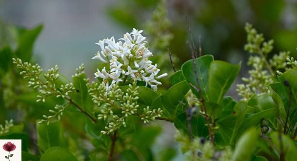 Japanese Privet Tree