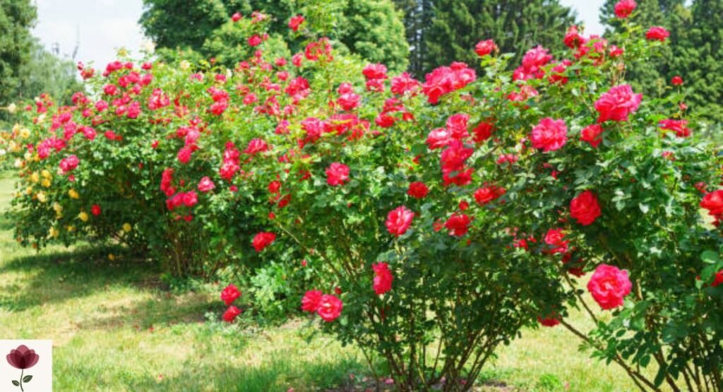 Knock Out Rose Tree