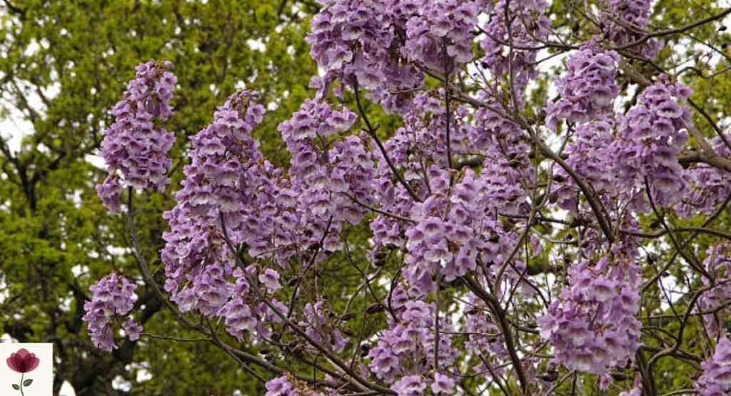 Lavender Trumpet Tree