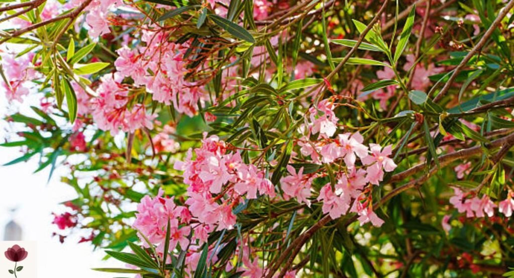 Oleander Tree