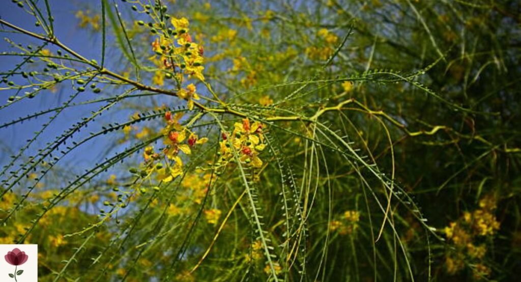 Parkinsonia Tree