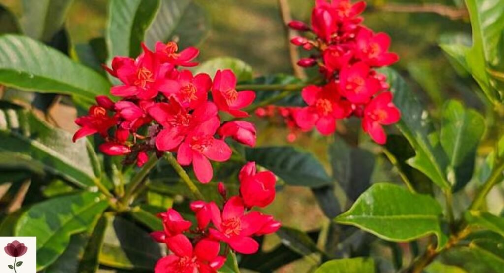 Peregrina Tree