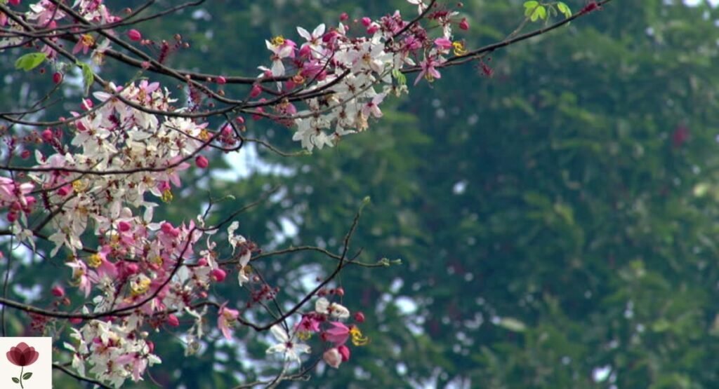 Pink Cassia