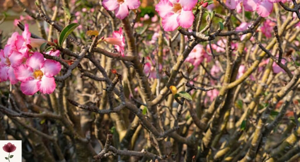 Pink Desert Rose