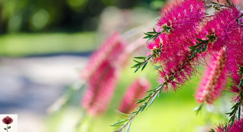 Pink Flowering Bottlebrush