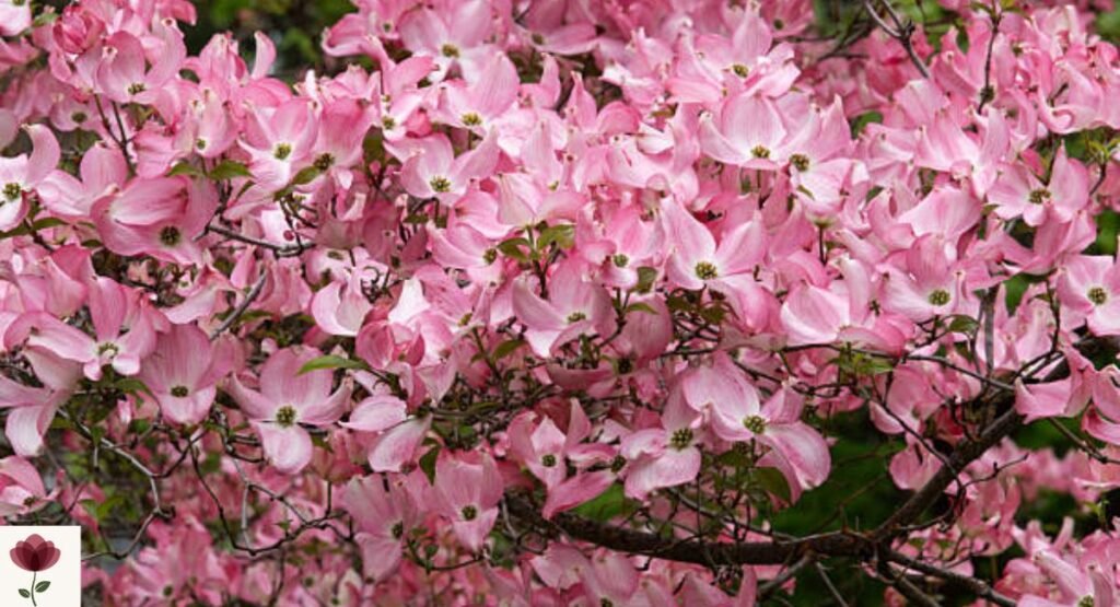 Pink Flowering Dogwood
