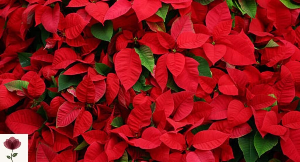 Poinsettia
