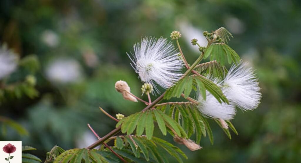 Powderpuff Tree