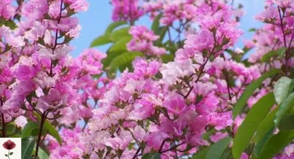 Purple Flowering Cassia