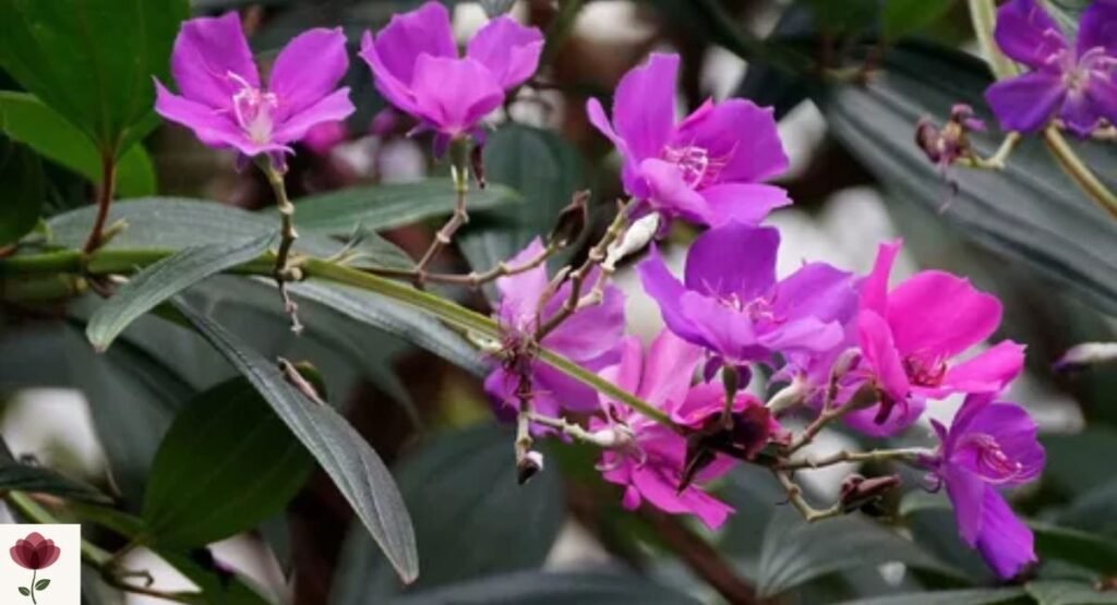 Purple Glory Tree