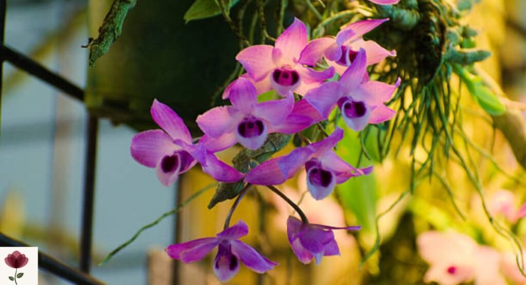 Purple Orchid Tree