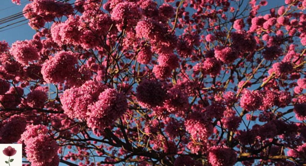 Purple Tabebuia