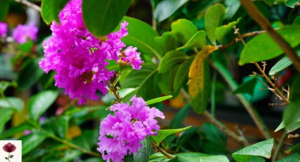 Queen's Crape Myrtle