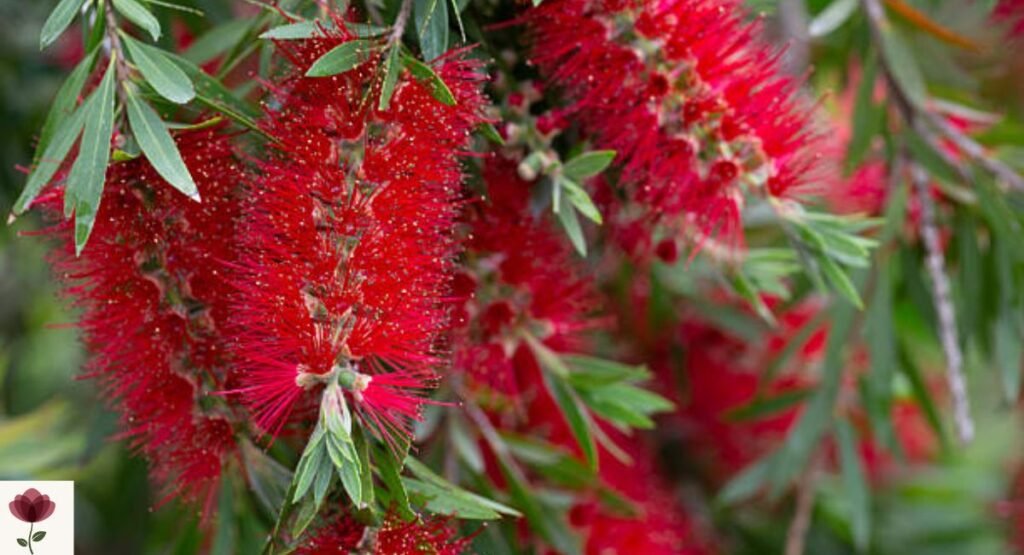 Red Bottlebrush
