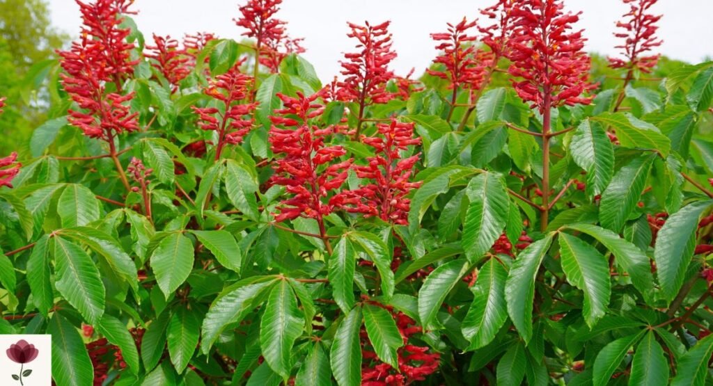 Red Buckeye