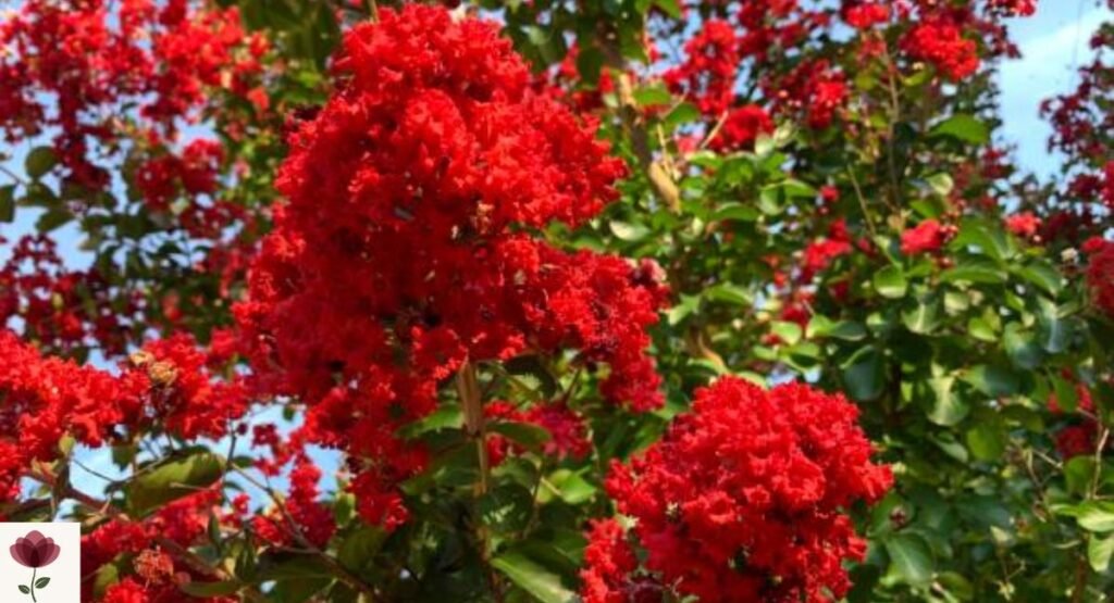 Red Crape Myrtle
