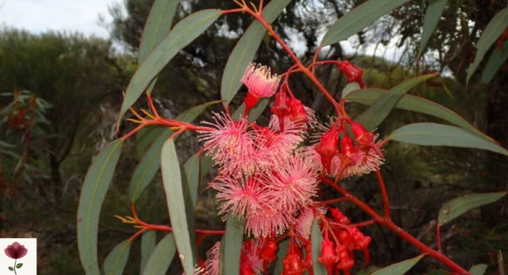 Red Flowering Gum