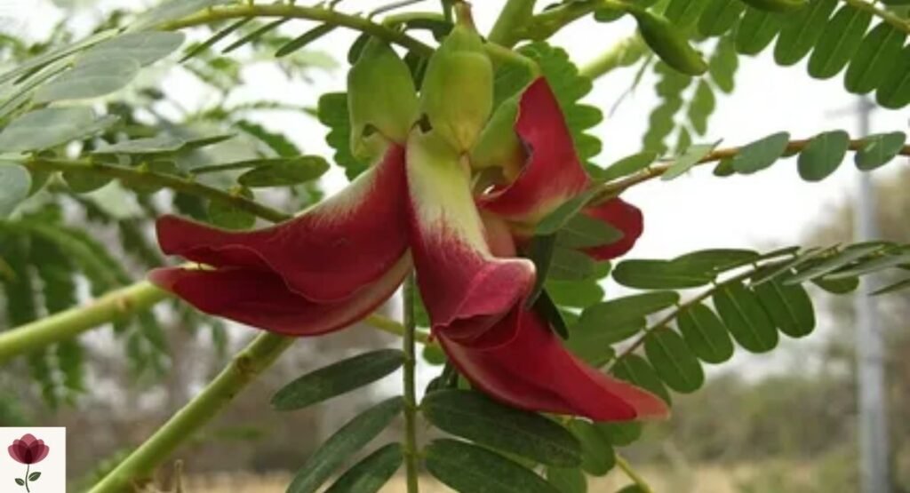 Red Hummingbird Tree