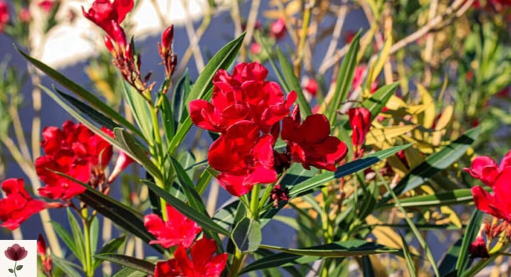 Red Oleander