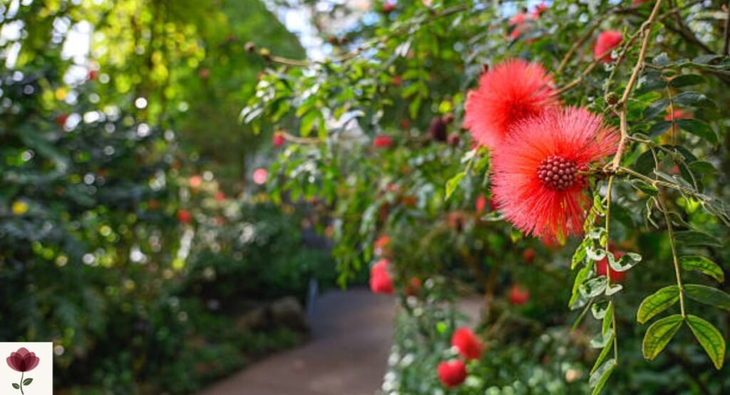 Red Powder Puff Tree