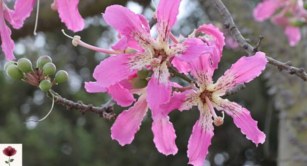 Royal Poinciana