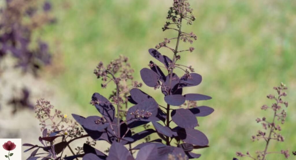 Royal Purple Smoke Tree