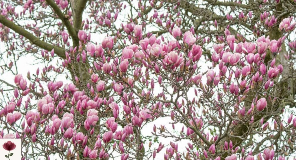 Saucer Magnolia