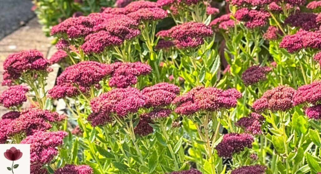 Sedum