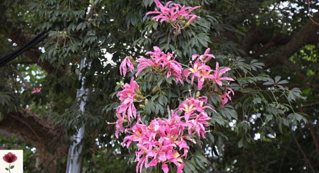 Silk Floss Tree
