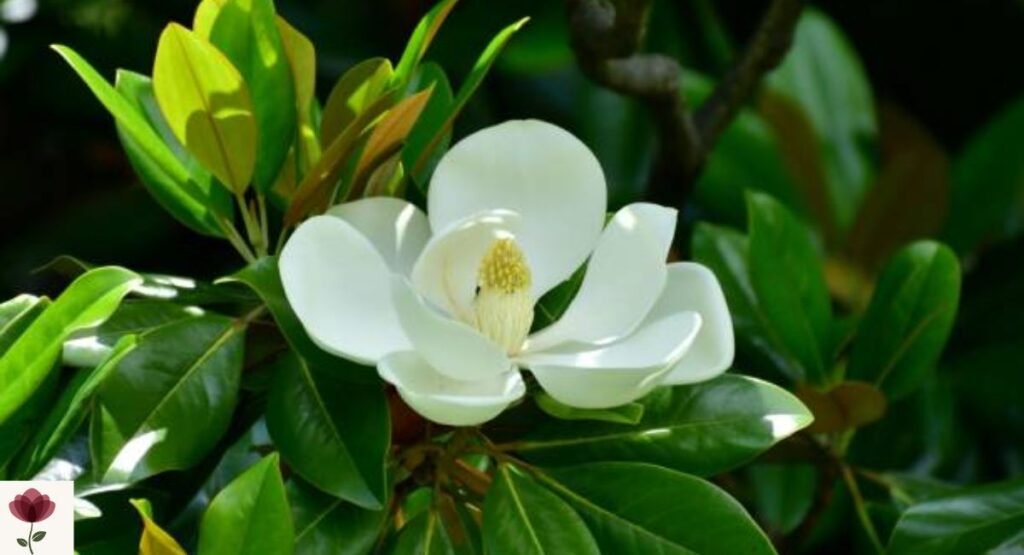 Southern Magnolia