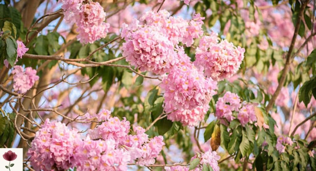 Tabebuia (Pink Trumpet Tree)