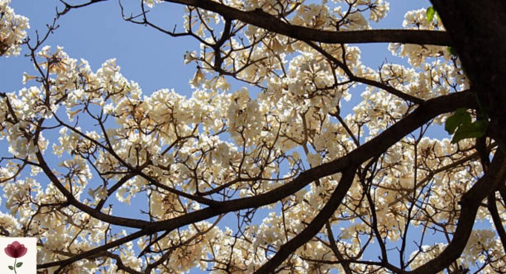 Tabebuia Tree