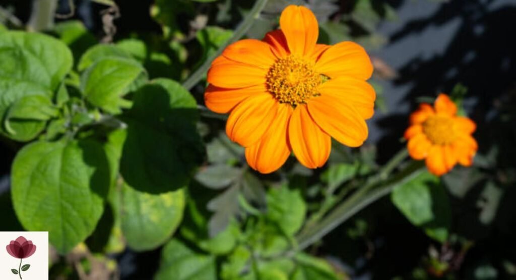 Tithonia