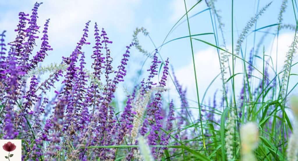 Vitex Tree