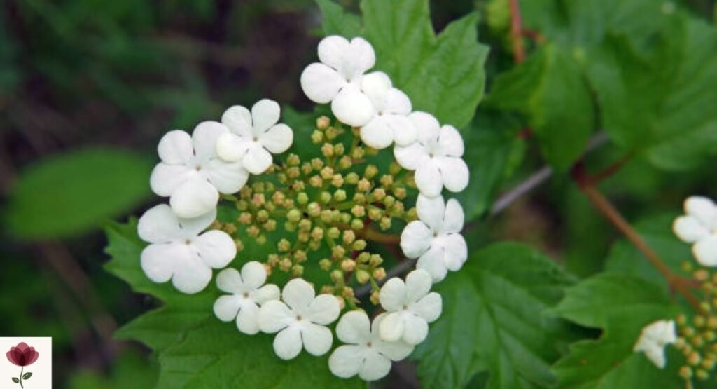 Walter’s Viburnum
