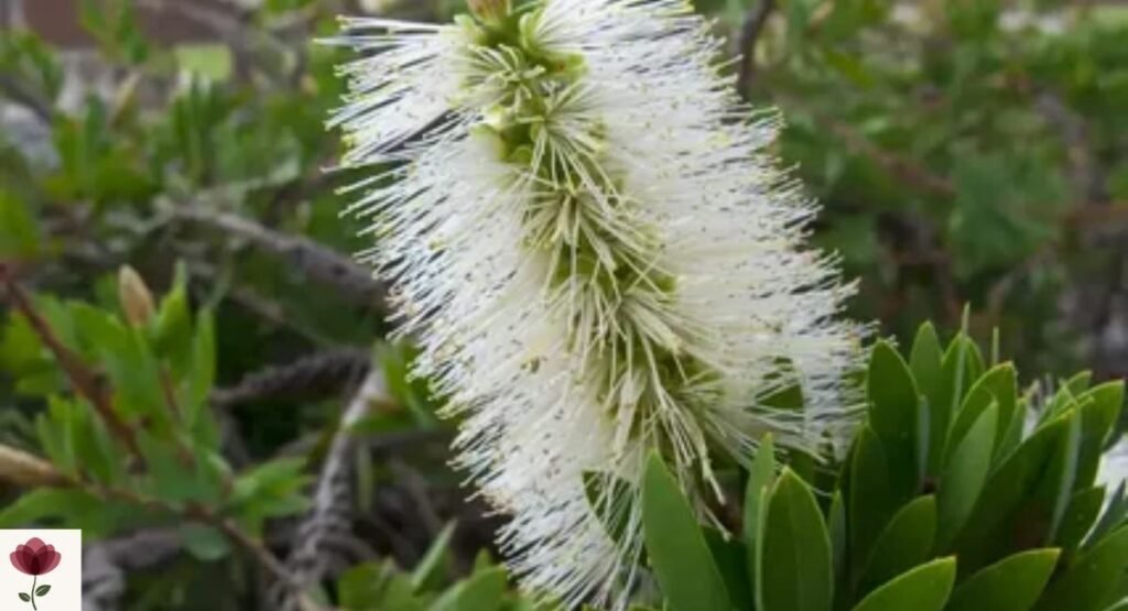 White Bottlebrush