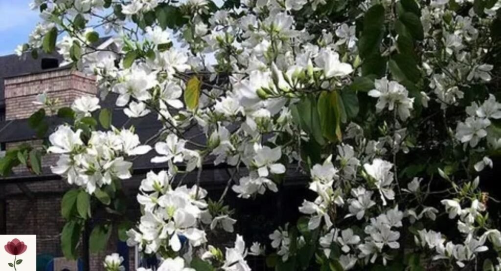 White Orchid Tree