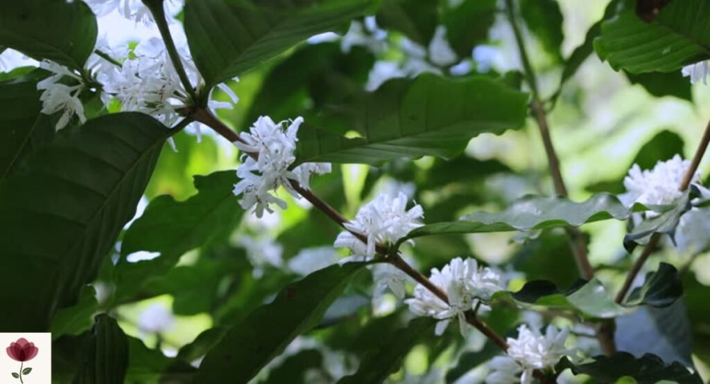 Wild Coffee