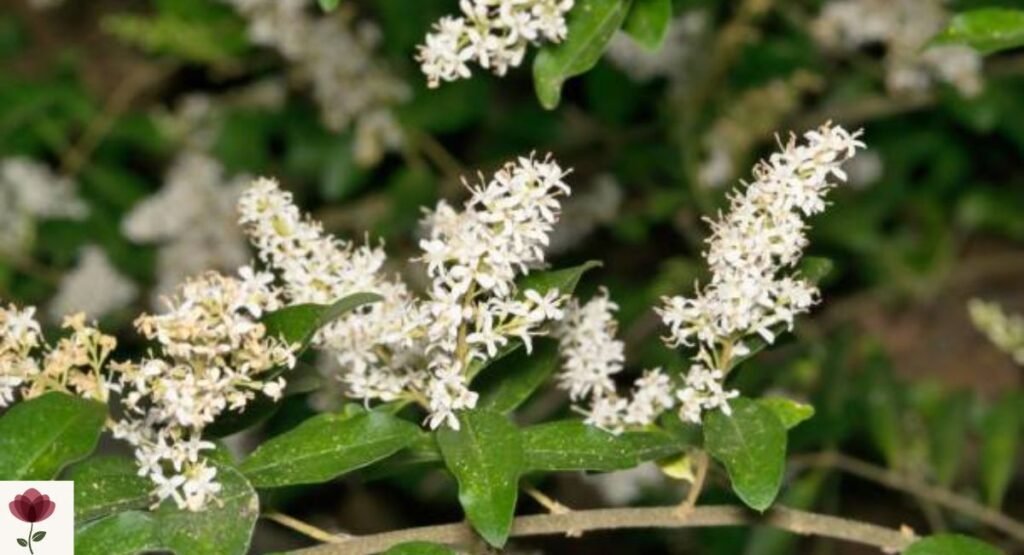 Yaupon Holly